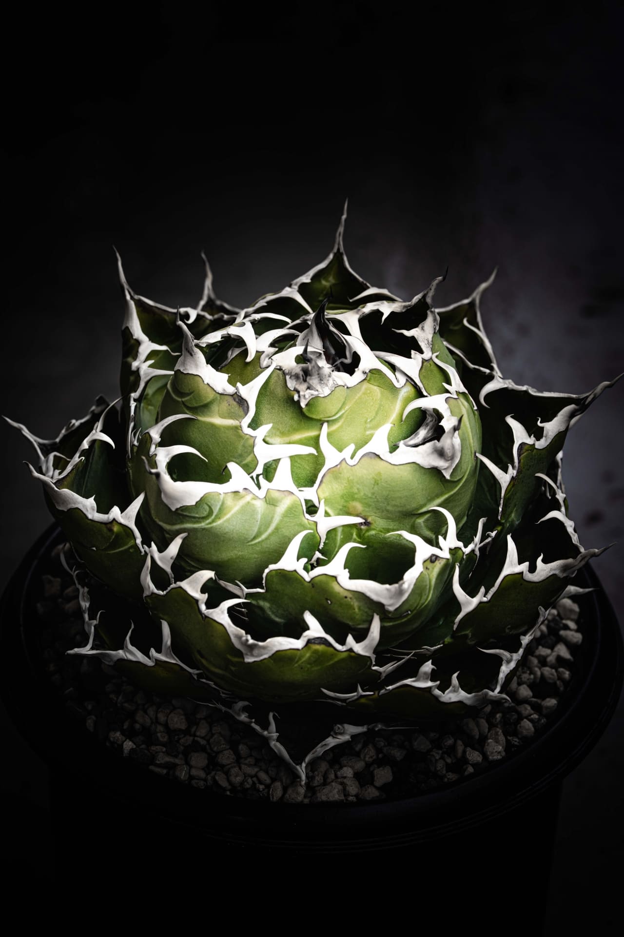 多肉植物の写真