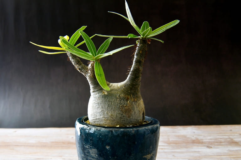 塊根植物のイメージ画像