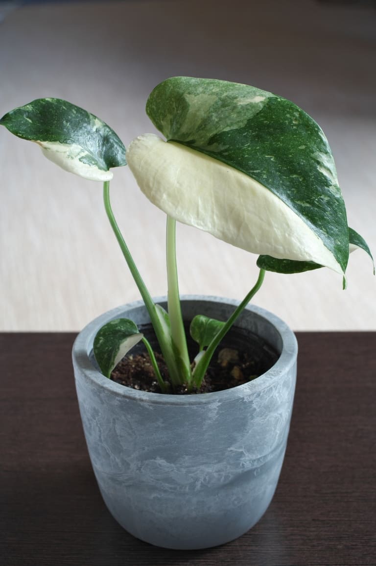 その他観葉植物取扱いのイメージ画像